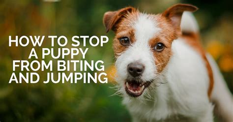 Over the years we've learned a few tricks on how to stop a puppy from biting inappropriately. How to Stop a Puppy From Biting | Stop Puppy Biting - That ...