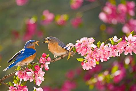 Eastern Bluebirds Love Wide Open Spaces Birds And Blooms