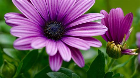 Argyranthemum Purple Flowers 4k Wallpapers Hd Desktop Background 3840x2160