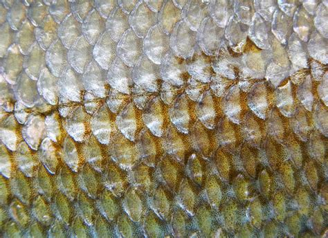 Bryanlikestofish Fish Skins Edition 30