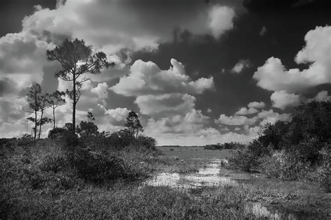 Florida Everglades Photograph By Rudy Umans Fine Art America