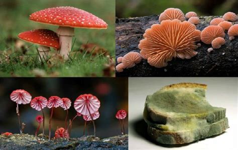 Reino Fungi Toda Matéria