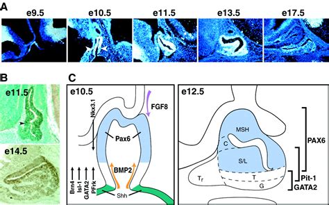 Pax6 Is Essential For Establishing Ventral Dorsal Cell Boundaries In