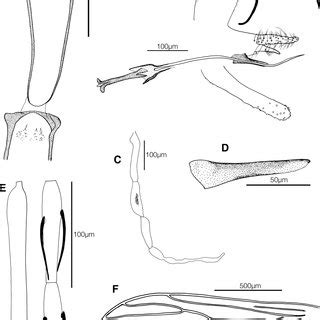 Pdf Phlebotomine Sand Flies From Madagascar Diptera Psychodidae Vii An Identification Key