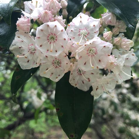 Mountain Laurel Flowers Rbotany
