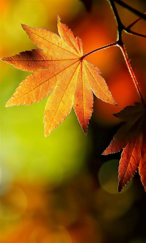 Download Free Mobile Phone Wallpaper Hd Autumn Leaves Falling Maple