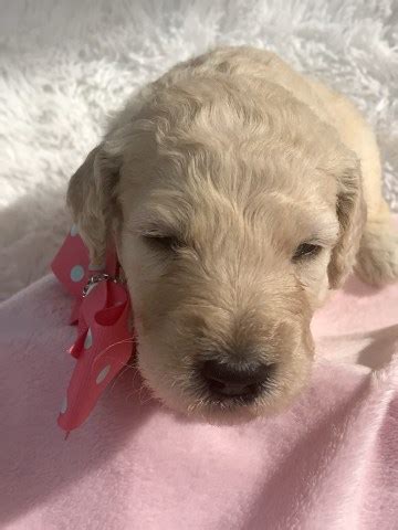 Puppy pop in mesa, az open now. Goldendoodle puppy dog for sale in Mesa, Arizona