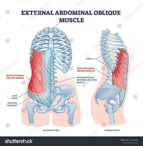 External Abdominal Oblique Muscle Human Ribcage Stock Vector Royalty