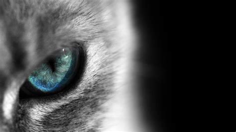 Cat Eyes Wallpapers Wallpaper Cave
