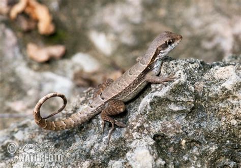 Leiocephalus Macropus Pictures Monte Verde Curly Tailed Lizard Images