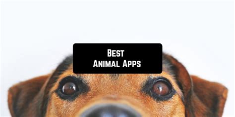 11 Best Animal Apps For Android And Ios Freeappsforme Free Apps For