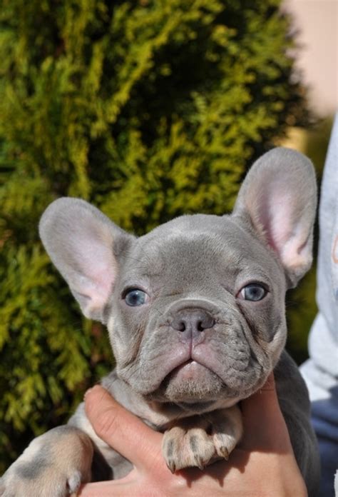 But it's not just the cuteness of this fun breed that makes. Blue Frenchie: French Bulldog Puppies for Sale | French ...