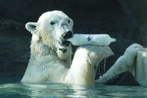 These Funny Polar Bears 21 Pics Picture 5
