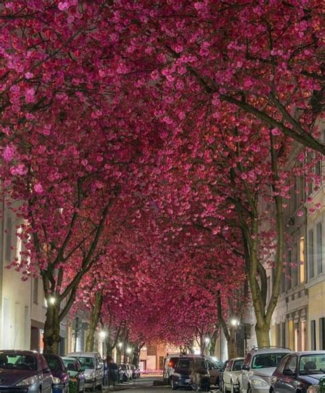 Forested Street Of Cherry Blossoms In Bonn Germany Places Around The