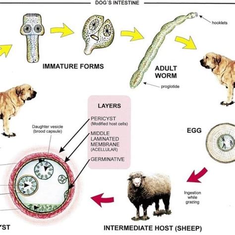 Showing Life Cycle Of Hydatid Cyst Download Scientific Diagram