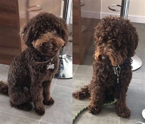Best Cockapoo Haircut Pictures Page The Paws