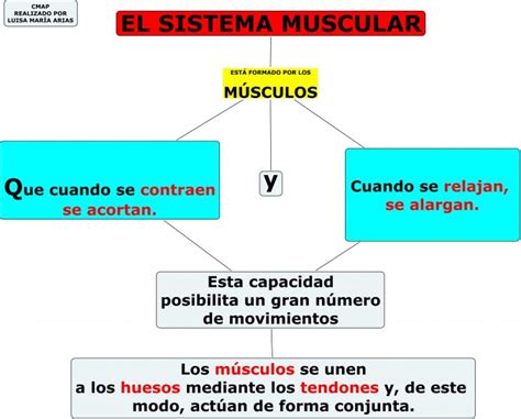 Cuadros Sinópticos Sobre El Sistema Muscular Cuadro Comparativo