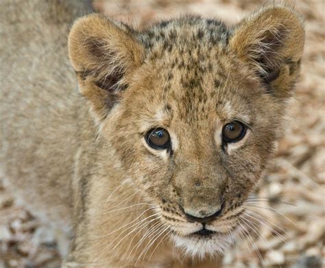Lion Cubs All The Important Facts You Should Know