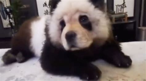 Man Receives Backlash For Dyeing Dog To Look Like Panda