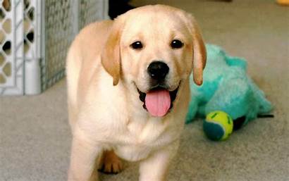 Labrador Wallpapers Lab Puppy Yellow