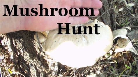 Mushroom Hunting Texas Ranch Youtube