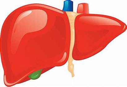 Liver Human Vector Clip Graphic Illustration Illustrations