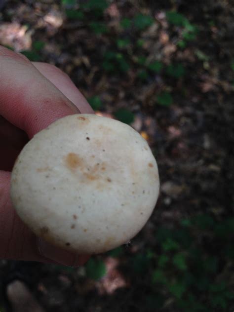 North Ga Id Request 2 Mushrooms Mushroom Hunting And