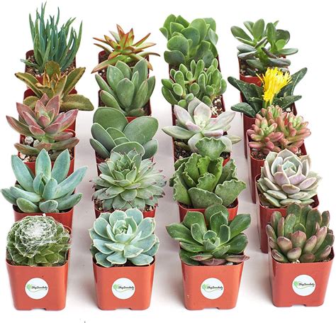 Save 25 On Live Succulents And House Plants