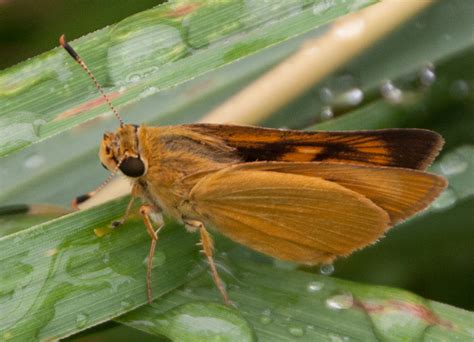 Delaware Skipper Acadia National Park Butterfly Guide 🦋 · Inaturalist
