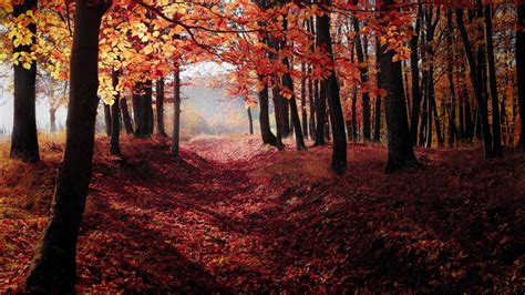 1366x768 Autumn Woods Trees Fall Forest 1366x768 Resolution Wallpaper