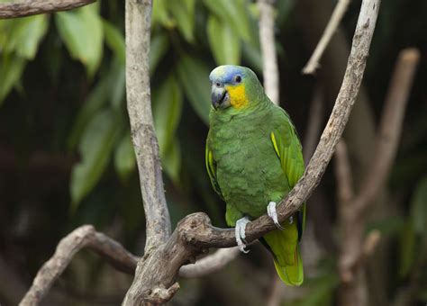 8 Top Green Parrots To Keep As Pets