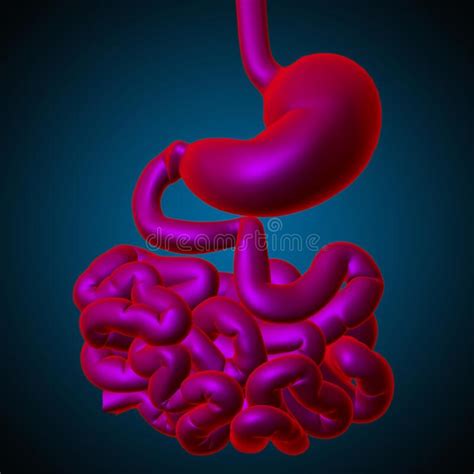 Stomach Anatomy Human Digestive System For Medical Concept 3d Rendering