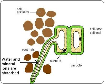The epidermis has specialized cells that are root hair cells. #19 Active transport | Biology Notes for IGCSE 2014