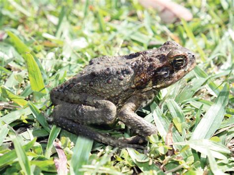 Island Biosecurity Environment Land And Water Queensland Government