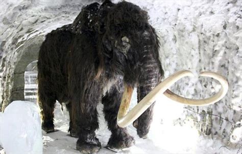 Initial Stage Reached On Dream Of Cloning Woolly Mammoth Science And Technology Before Its News