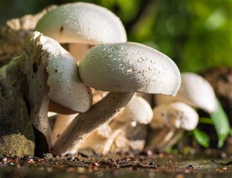How To Grow Mushrooms At Home Without A Kit Homely Kanban