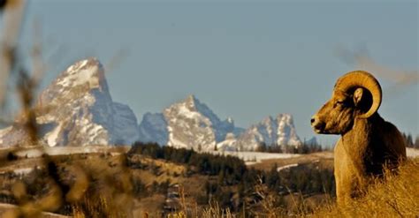 Private Full Day Tour In Grand Teton National Park