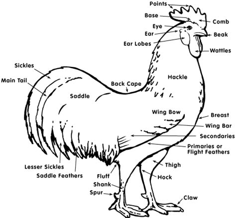Diagram depicting the arterial supply to a growing leg. Wait, are those... pointed HACKLES and SADDLES?!?! Pictures | BackYard Chickens