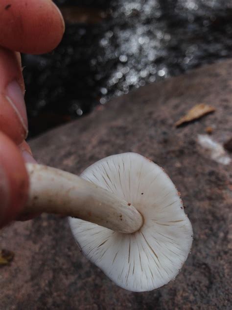 Mushroom Id Help Identifying Mushrooms Wild Mushroom Hunting