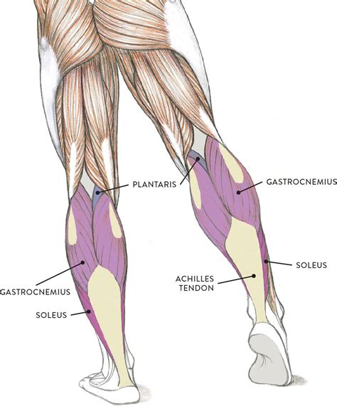 Leg Tendons Diagram