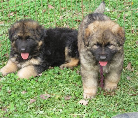 Long Coat German Shepherd Puppies For Sale Long Coat German Shepherd