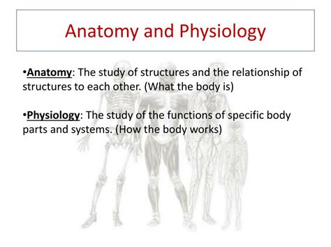 Ppt The Human Body Powerpoint Presentation Free Download Id2658182