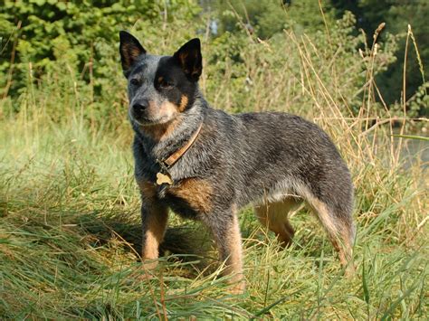 Beautiful Australian Cattle Dog Wallpapers And Images