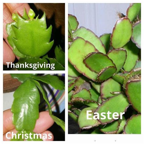 It's easy for even the whether you have a thanksgiving cactus or a christmas cactus or something with a blended pedigree, you will enjoy these plants for what they. Christmas Cactus Vs Easter Cactus Vs Thanksgiving Cactus ...