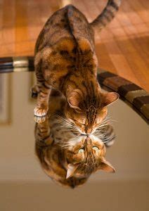 A house cat can jump about 7x his or her own height unless the cat has a certain health problem, broken limb. How High Can Bengal Cats Jump - Physical Traits & Facts ...