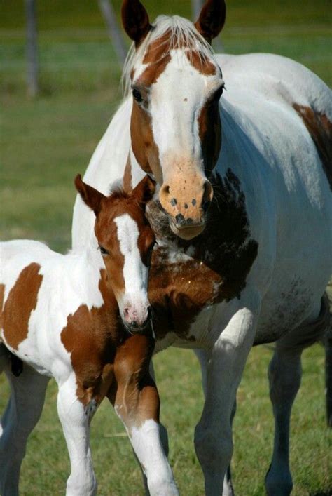 Pin By Barbara Smith On Horsesmini Horses And Their Foals Horse