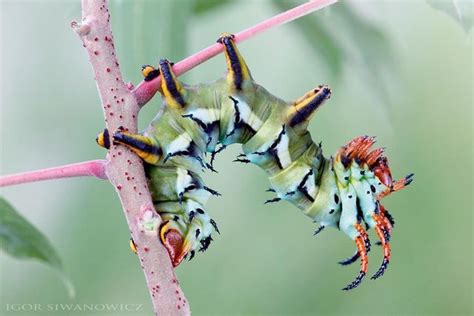 Radically Unusual Caterpillars Captured By Photographer Igor Siwanowicz