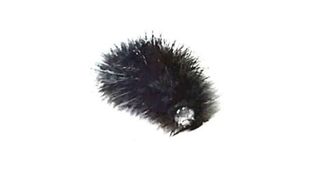 Black Fuzzy Caterpillar Poisonous Food And Identification Info