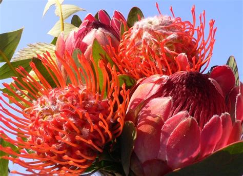 25 giant allium globemaster allium giganteum flower seeds + gift & comb s/h. Protea Bouquet (Flowers of South Africa) | The King Protea ...