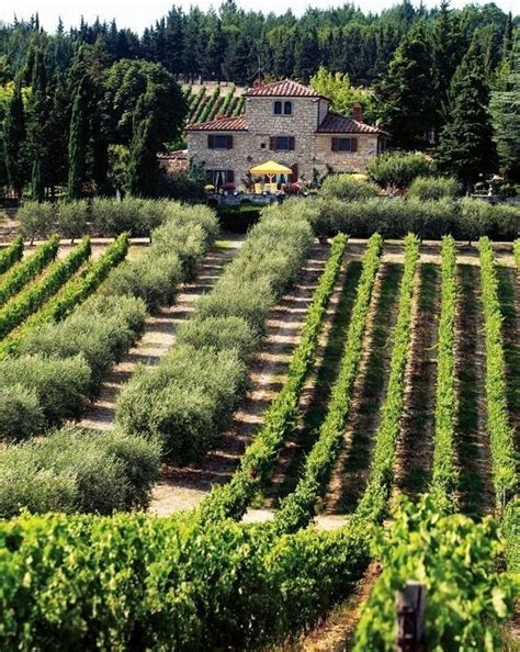 Pin By Annie On Rosemary Villa Under The Tuscan Sun Tuscany Vineyard